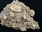 Large Dactylioceras Ammonite Cluster - Germany #8829-2